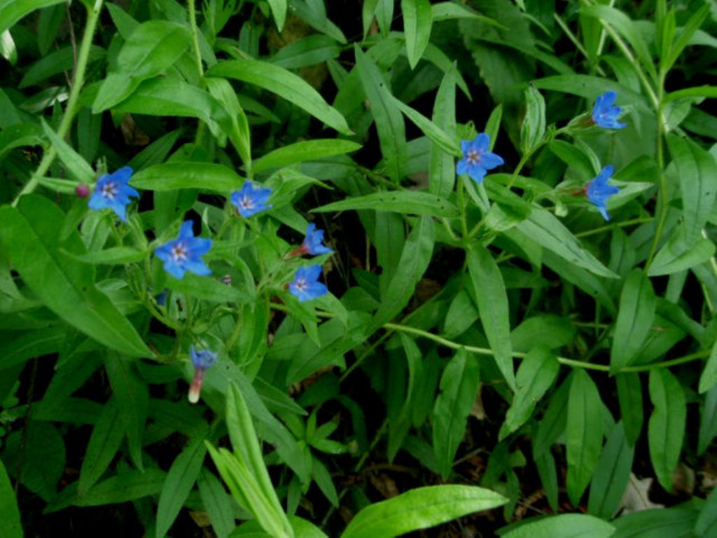 Buglossoides purpurocaerulea